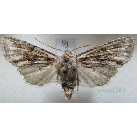 Dichonia convergens (Denis & Schiffermüller, 1775) Czech9j